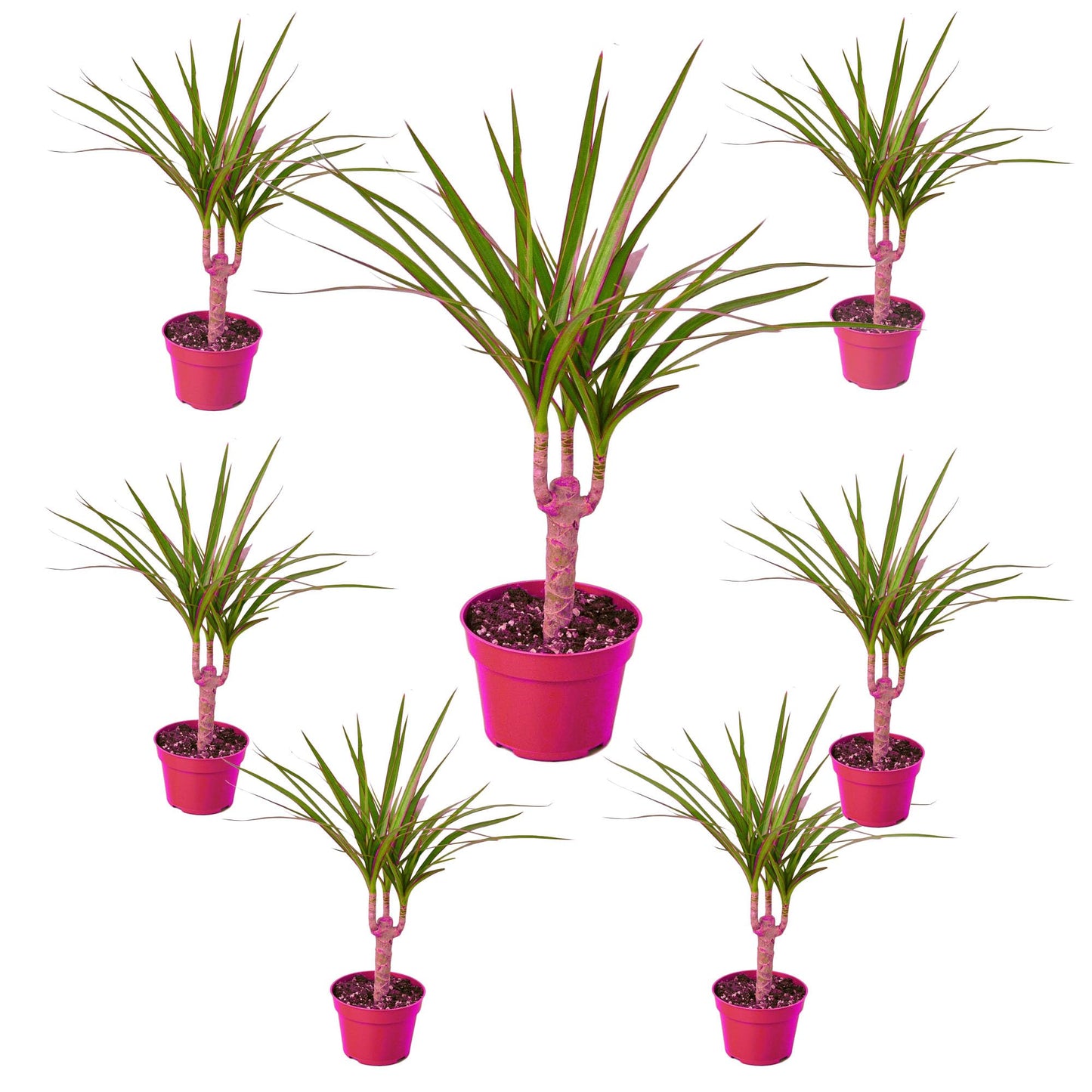 7 Pack Dracaena Marginata Cane in 4in Pot - Live Plants Tropical Houseplants | Variegated | USA Growers | The Snobby Leaf