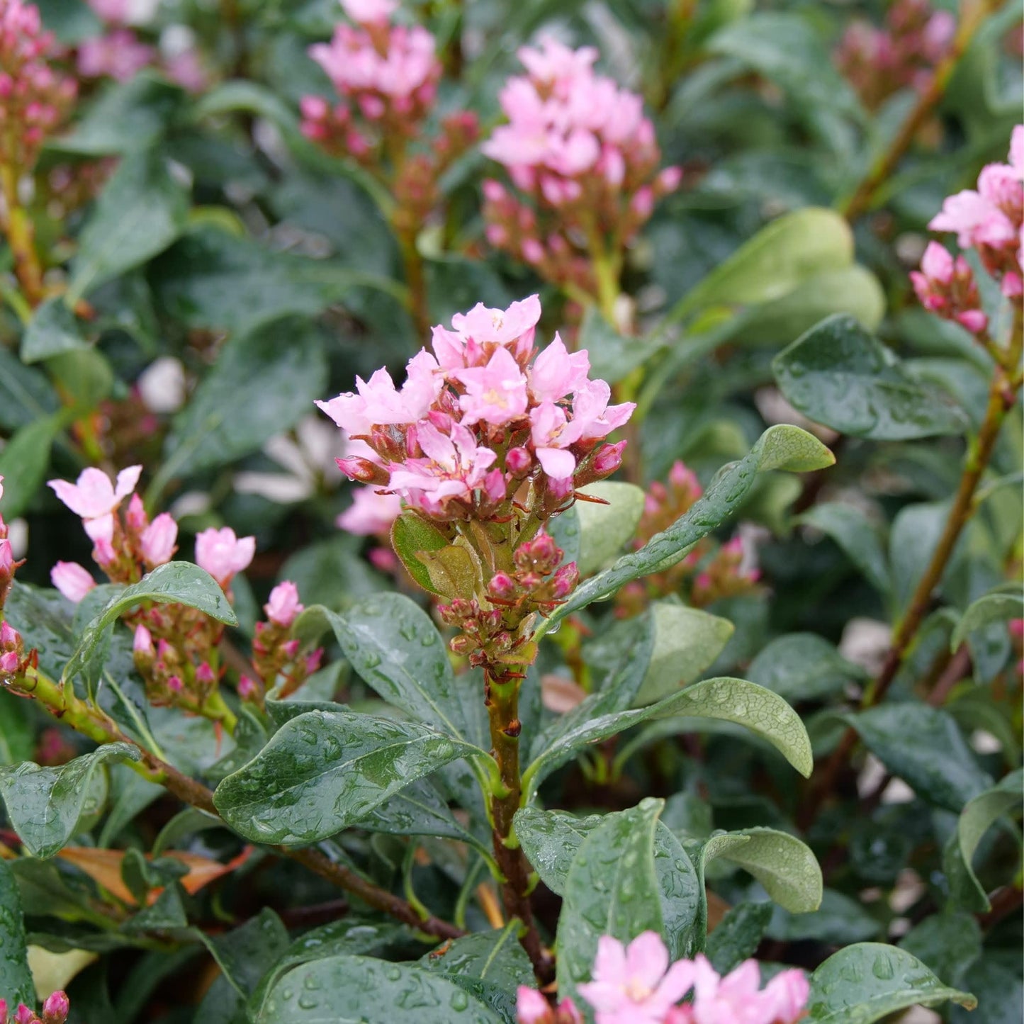Proven Winners La Vida Grande Indian Hawthorn (Rhaphiolepis Indica) Live Plant, 4.5" Qt