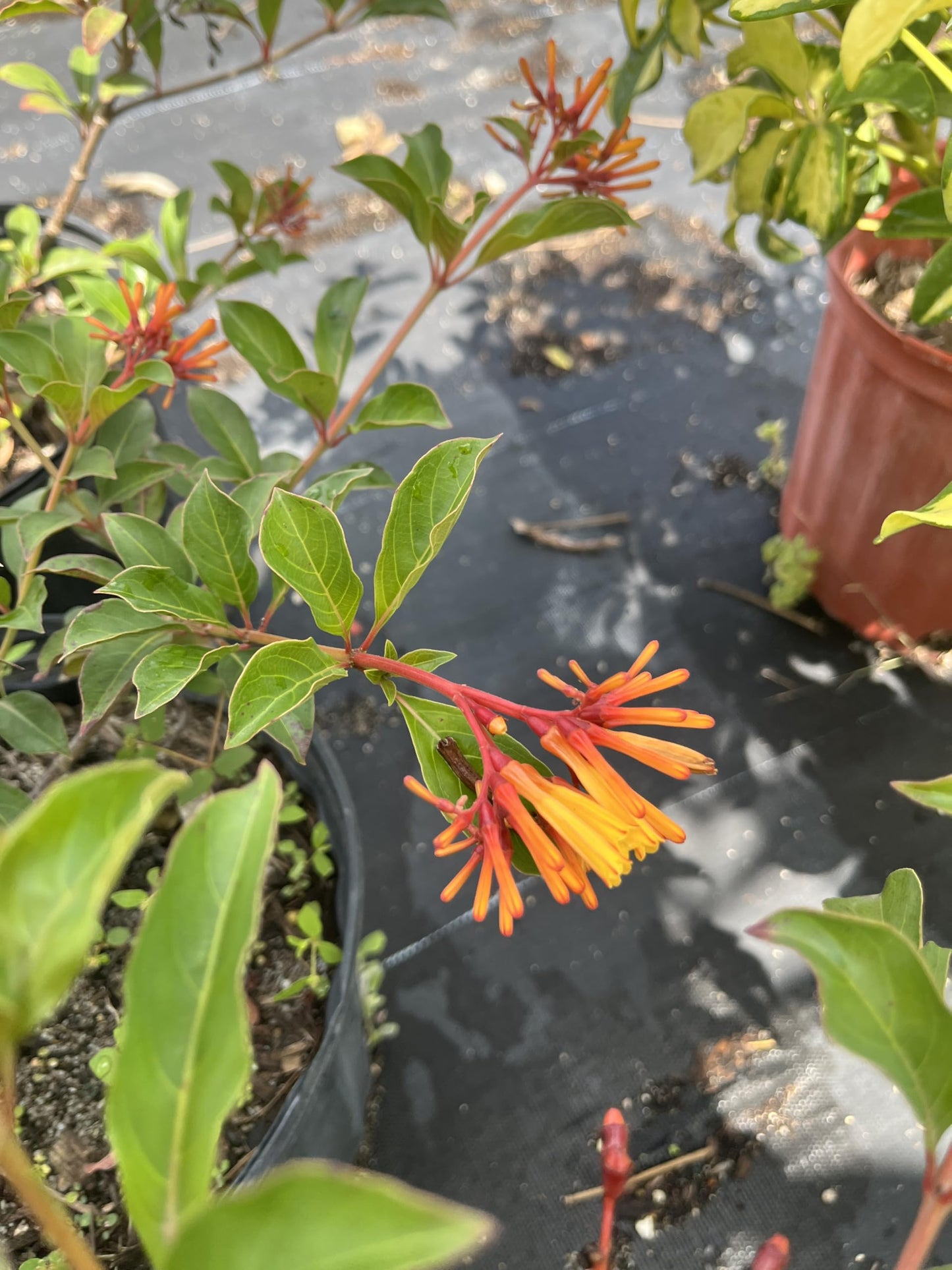 Dwarf Firebush Live Plant – Compact Hamelia Patens – Butterfly & Hummingbird Plant – Tropical Landscape Shrub – 1 Gallon