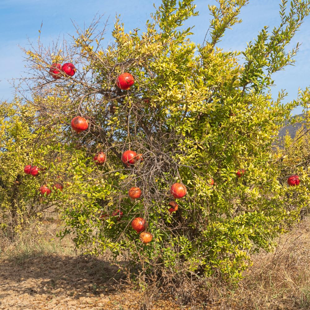 Sweet Pomegranate Live Plant, Pomegranate Tree in 3 Gallon Pot, Red Fruit Tree from 2-3 Feet Tall for Home Garden, No Ship to CA