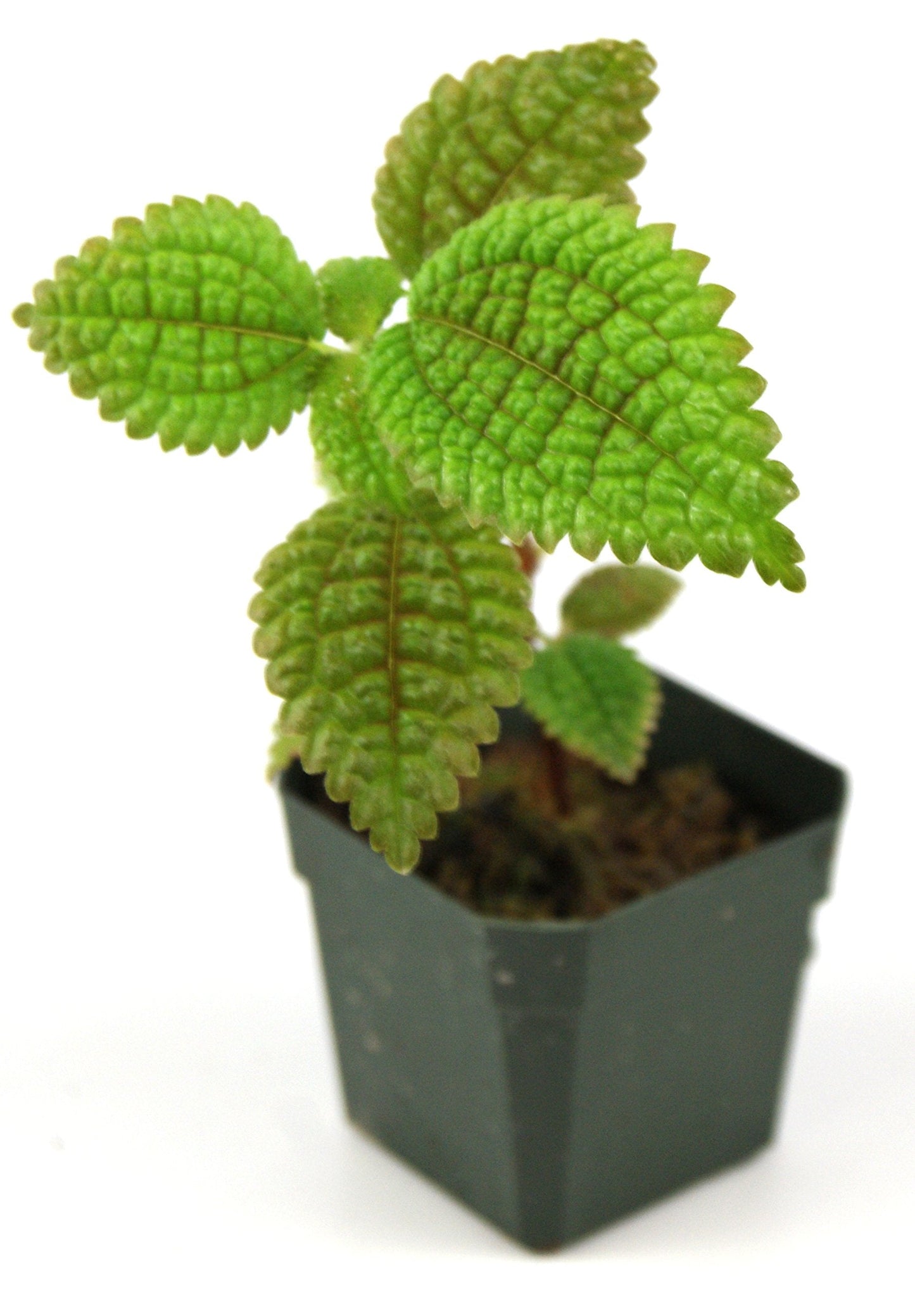 Pilea involucrata 'Moon Valley'