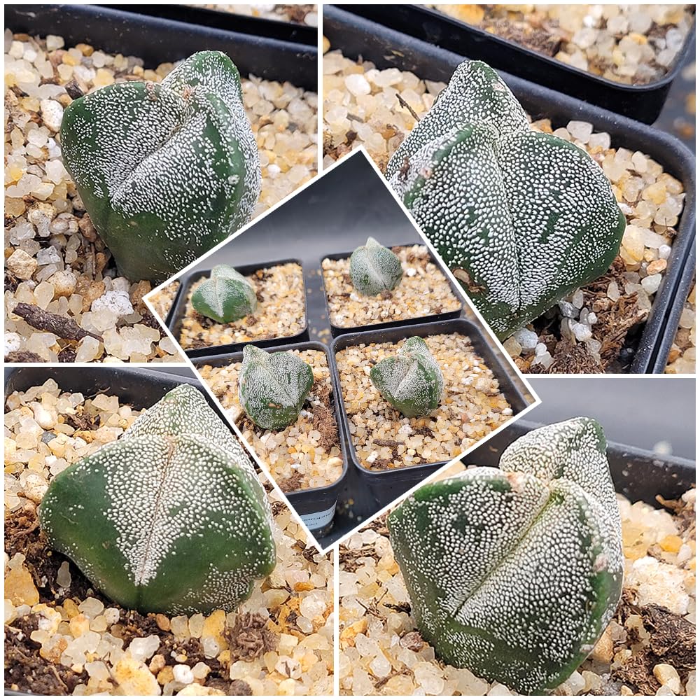 Astrophytum Myriostigma 3 Rib Cactus, Live Indoor Plant, Drought Tolerant