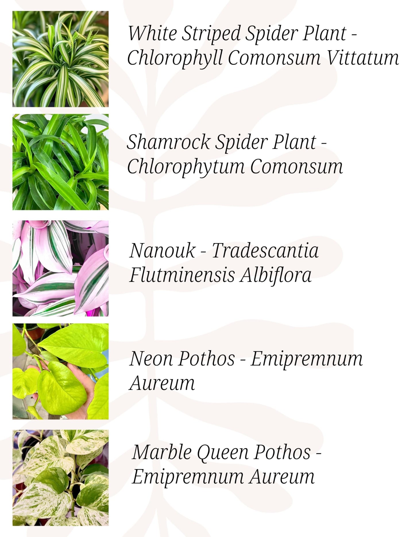 Indoor Plants, 4 Pack, Low Light Plants