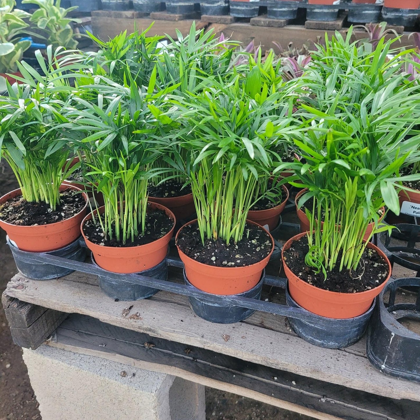 Parlor Palm | Live Plant for Indoor & Outdoor | for Living Room, Office, Bathroom | (6" Pot)