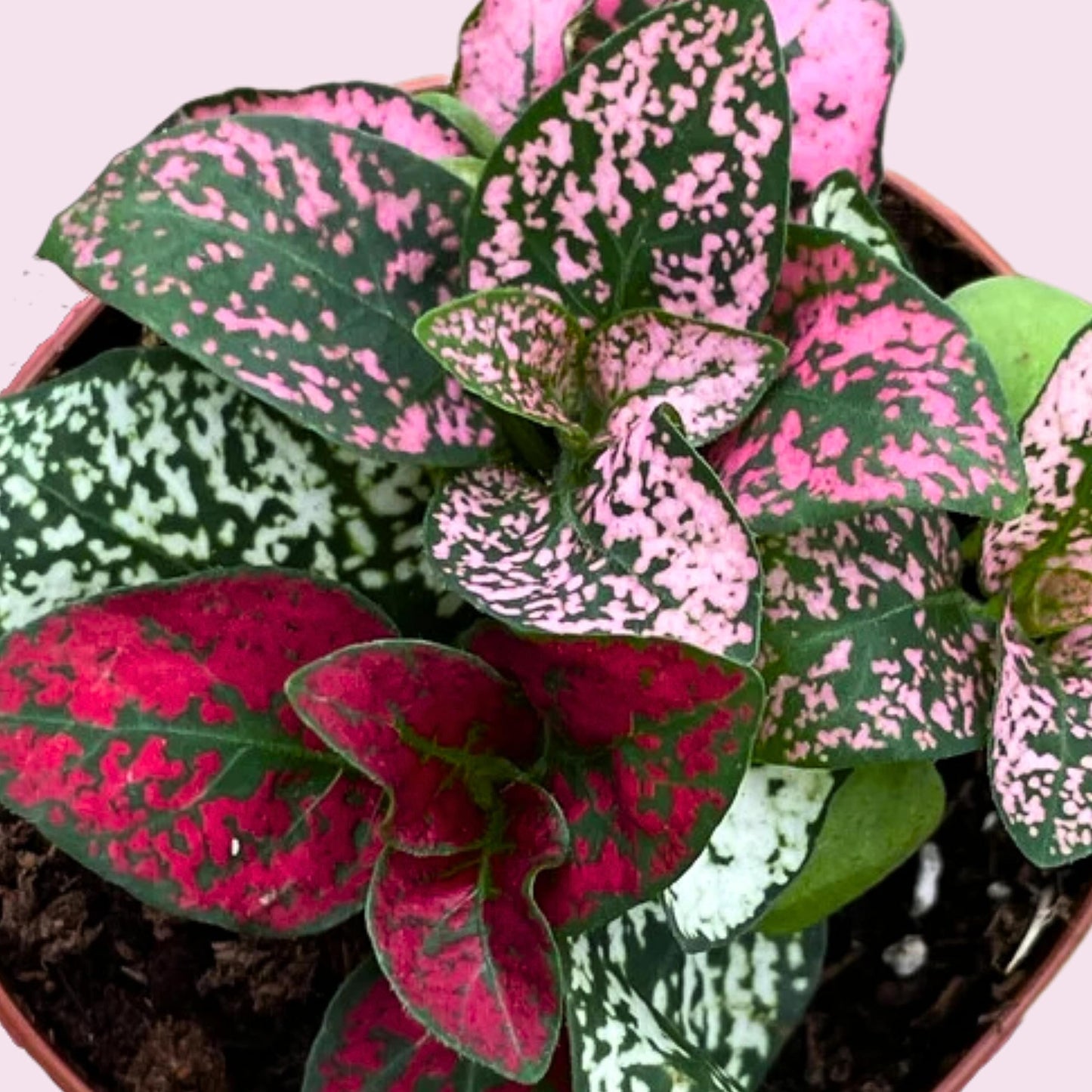 Polka-dot-Plant, Hypoestes phyllostachya, Live in a 2 inch Pot Tiny Mini Pixie Plant