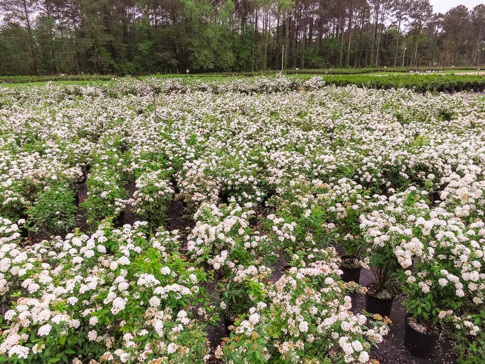 Bridal Wreath Spirea - Size: 1 Gallon, Live Plant, Includes Special Blend Fertilizer & Planting Guide