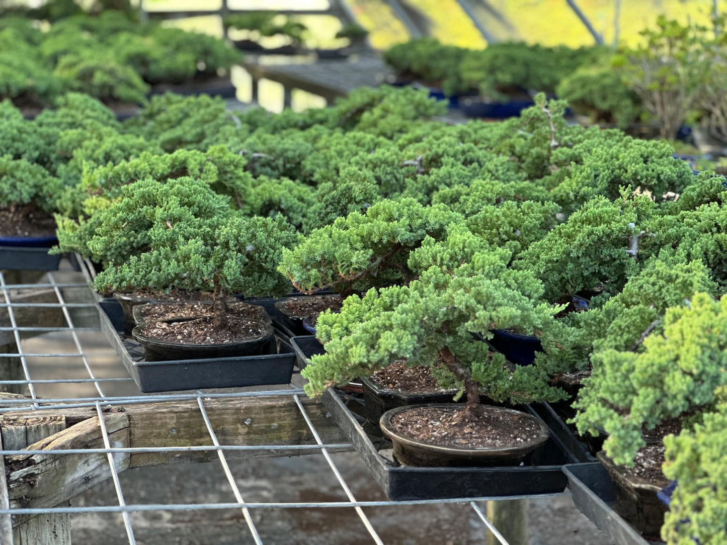 Live Dwarf Juniper Bonsai Tree | Potted in Plastic Pot | 3 Years Old | 100% Handcrafted | Outdoor Bonsai | Unique Gift for Birthday, Graduation, Anniversary