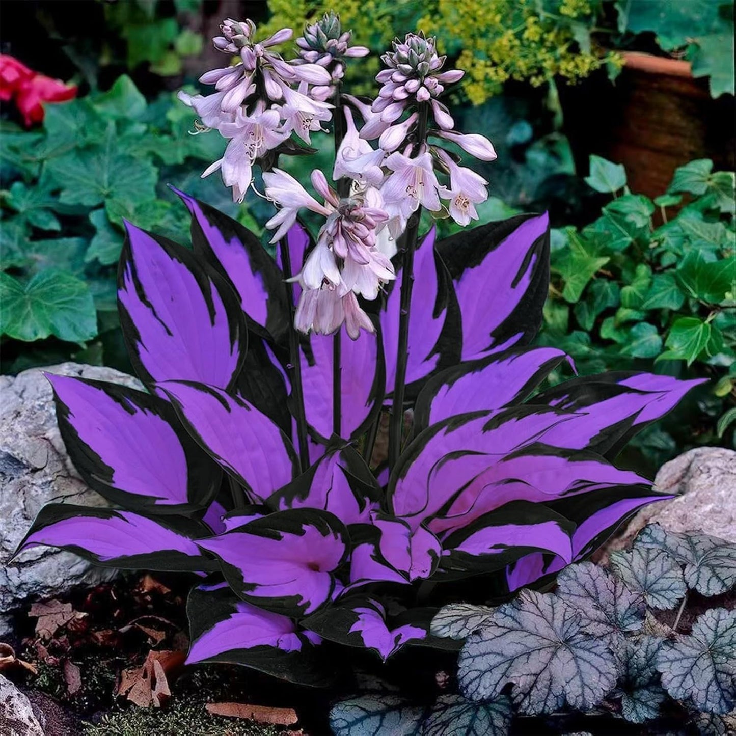 FERIWOY Elephant Ear Bulb for Decorative Foliage Effect in Outdoor Spaces