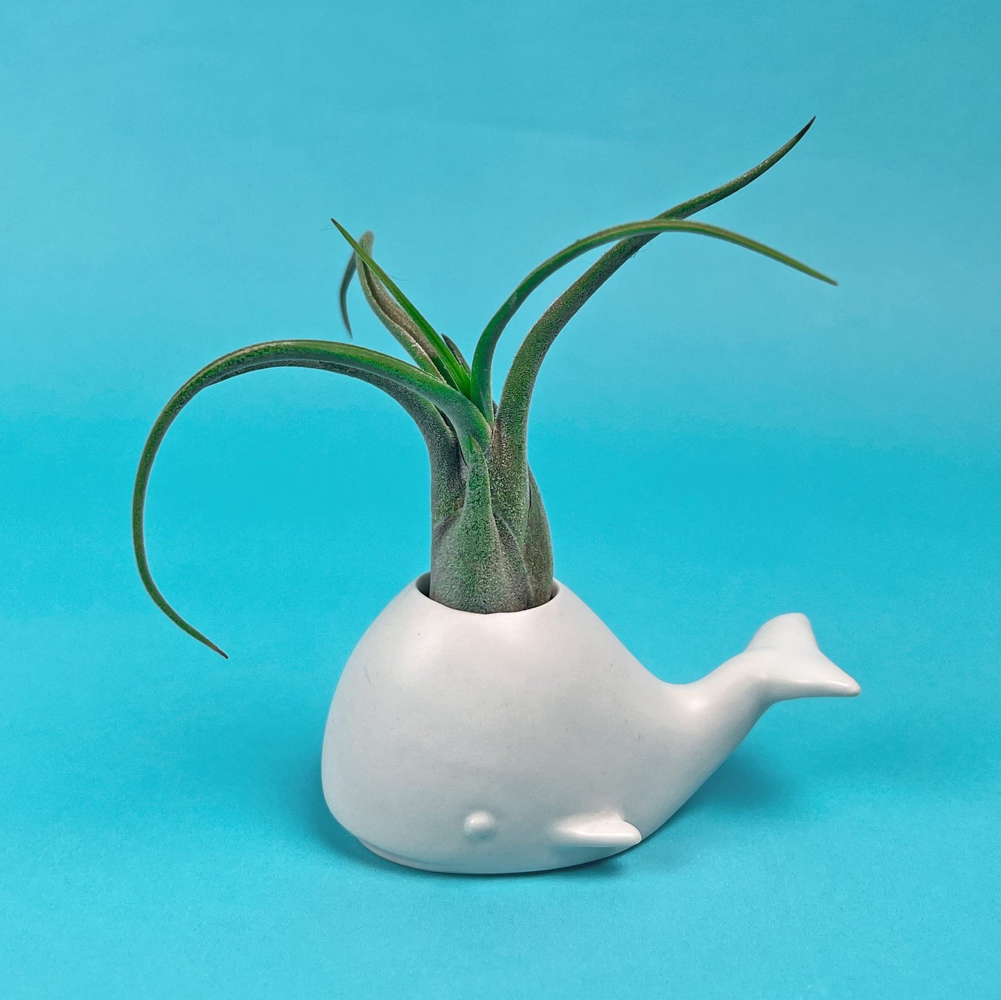 Fred Genuine Fancy Ceramic Mini Air Plant/Succulent Holder, Regular, Whale