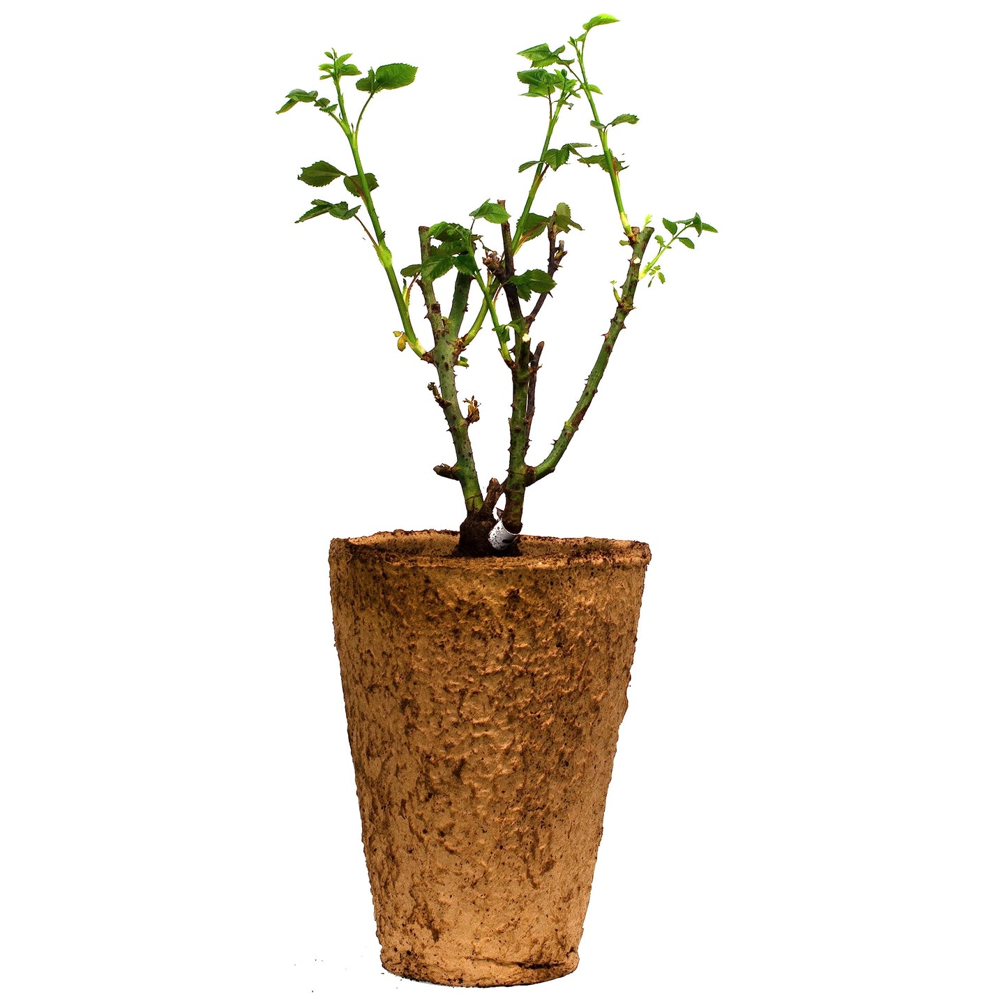 Powerpuff Pink Rose 1.5 Gallon Potted Live Plant, Non-Stop Fragrant Pink Flowers, Own Root, Stargazer Perennials, Zones 5-11