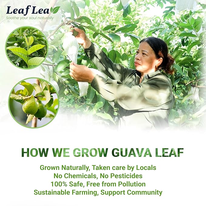 LeafLea 120 Guava Leaf Tea Bags, Premium Natural Herbal Tea, 100% Hojas De Guayaba, Caffeine-Free, Non-GMO, Supports Digestion & Immune Health, Packed with Natural Goodness