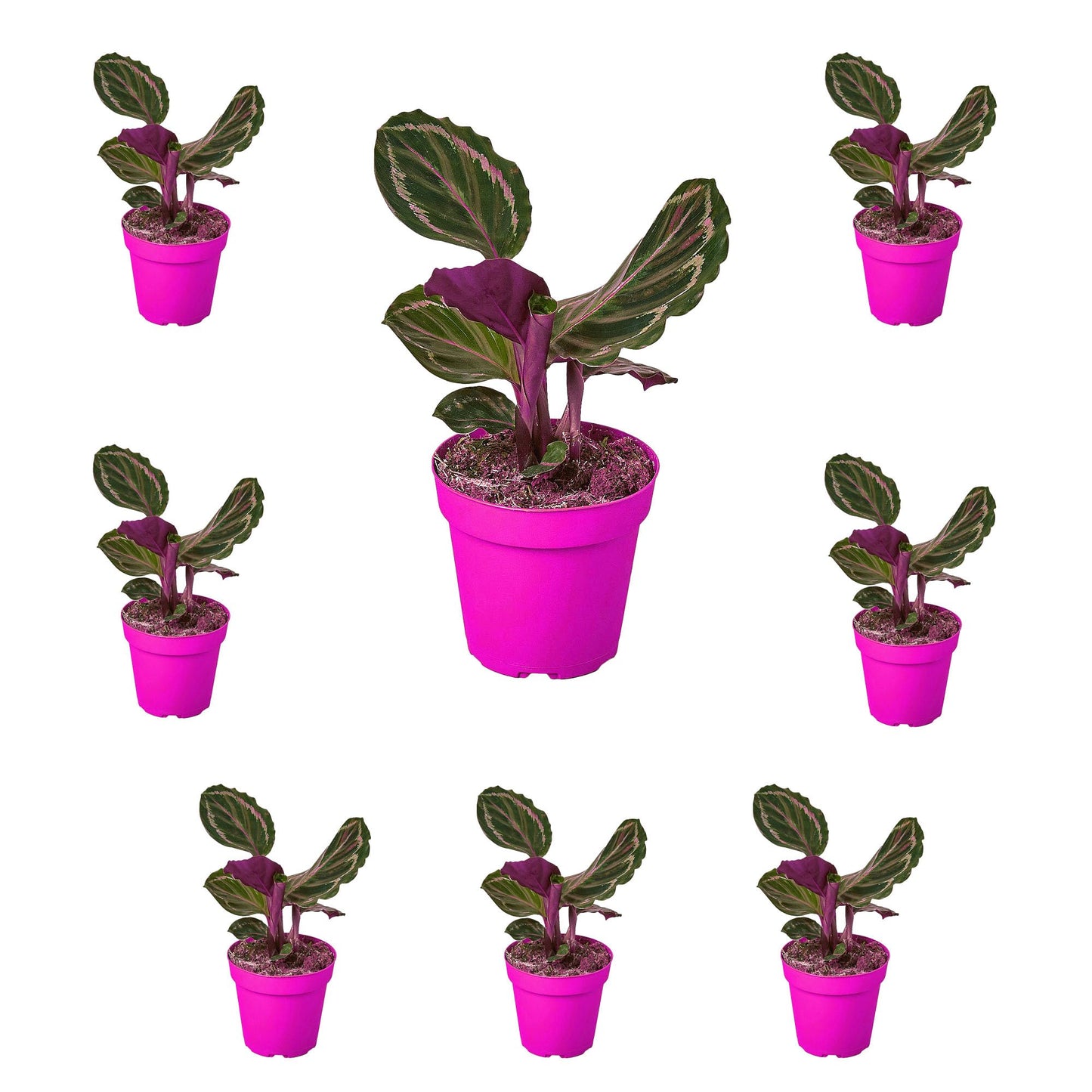 8 Pack Calathea Roseopicta 'Medallion' in 4in Pot - Live Plants Tropical Houseplants | Variegated | USA Growers | The Snobby Leaf