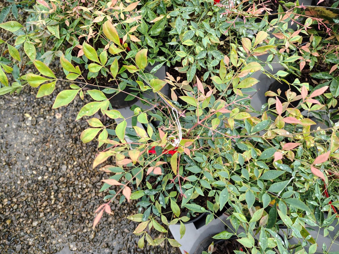 Live Plant - Gulf Stream Nandina Heavenly Bamboo - Live Plant - Full Gallon Pot