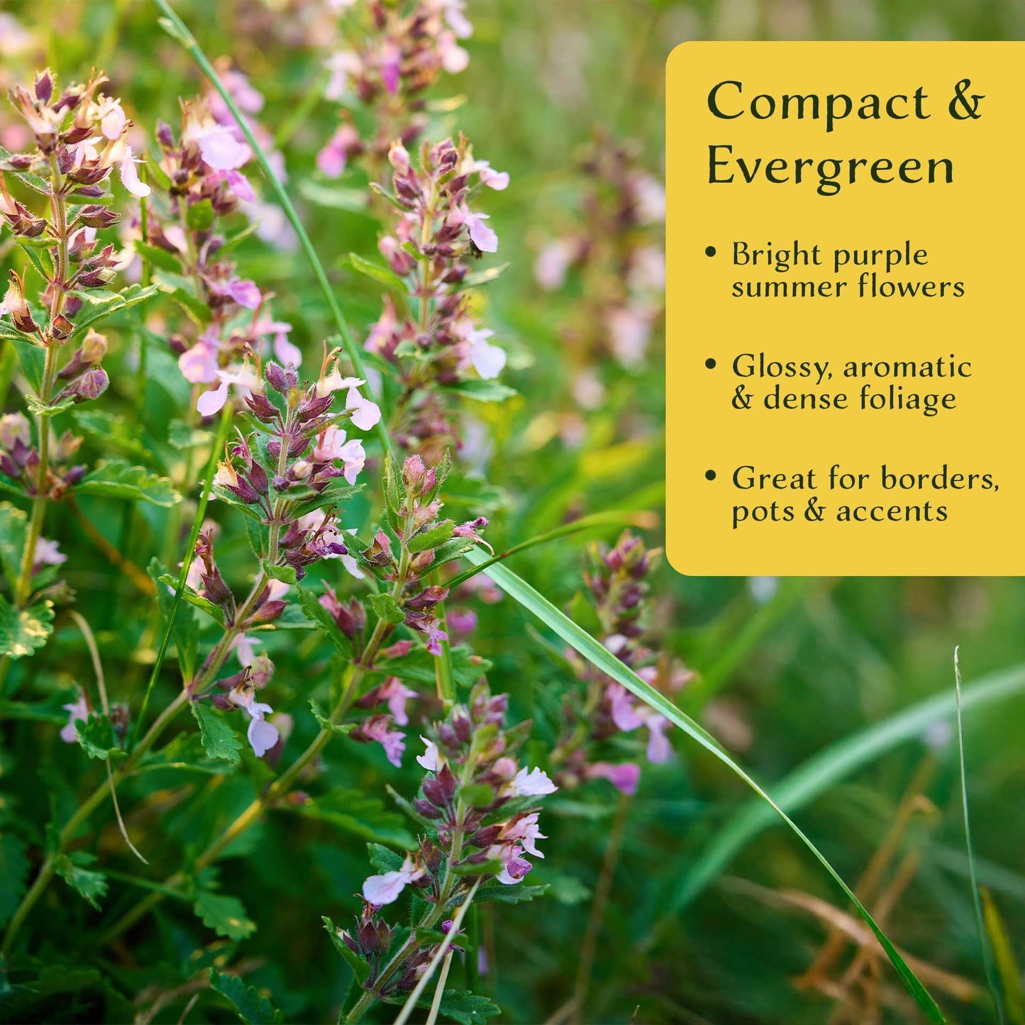 4 Wall Germander – Compact Evergreen Groundcover Shrub with Glossy Aromatic Foliage & Purple Summer Flowers (Teucrium chamaedrys) in 3.5″ Cubes, Live Plants