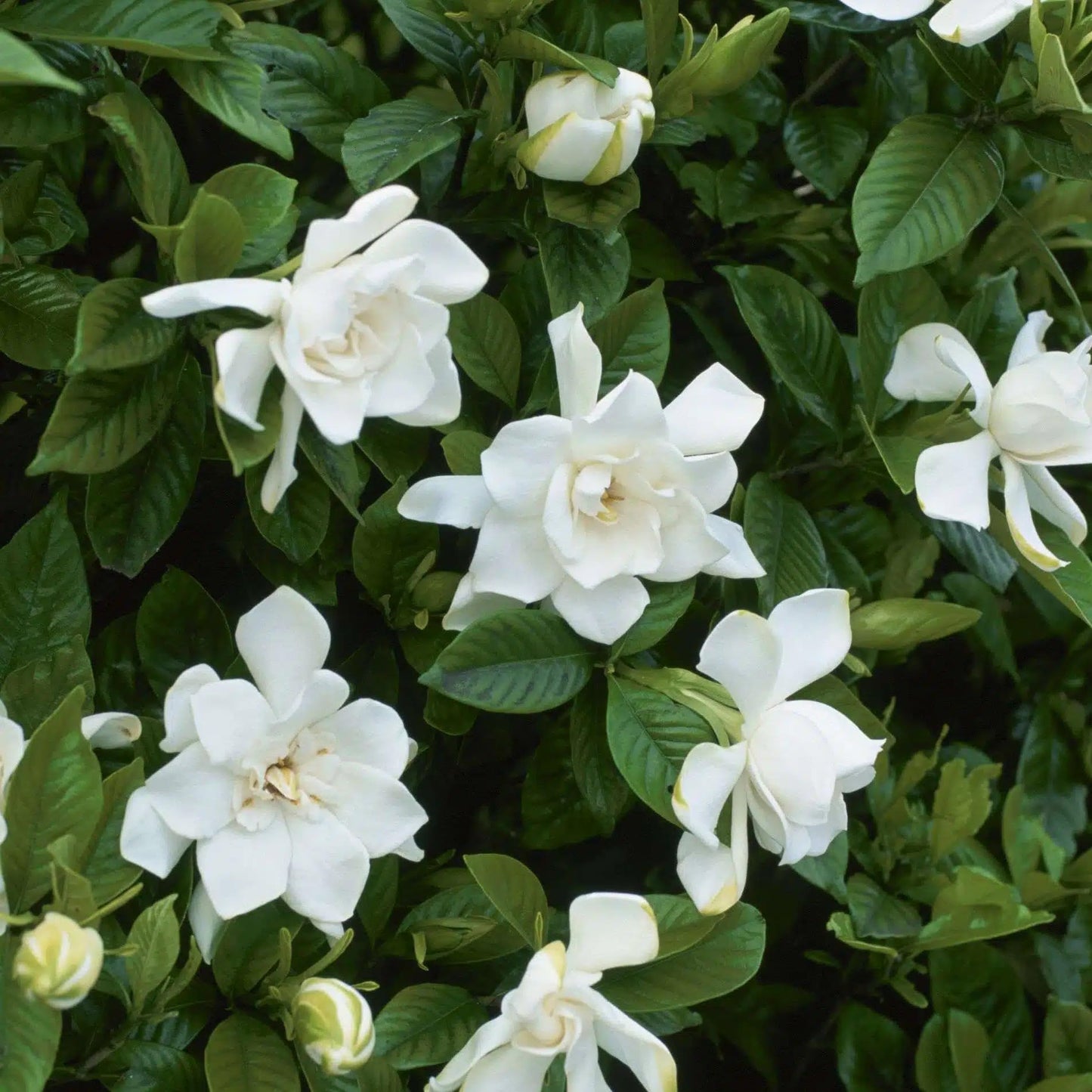 Live Plant - Gardenias (Gardenia jasminoides Ellis) 1’-2’ feet Tall