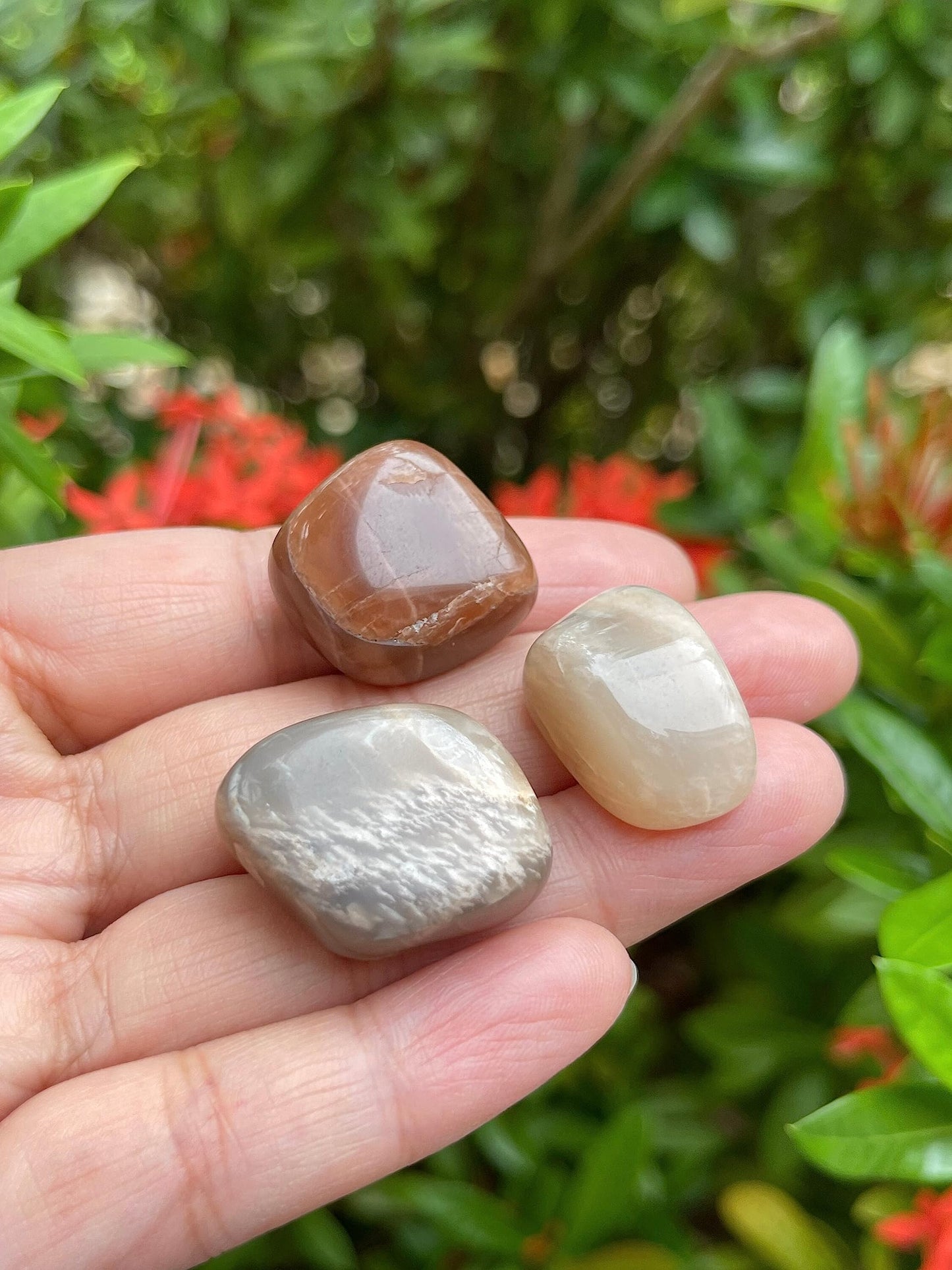 GAF TREASURES 5 Pcs Moonstone Multi Tumbled Stones, Polished Natural Moonstone Multi Gemstone, Moonstone Multi Healing Crystals (Moonstone Multi)
