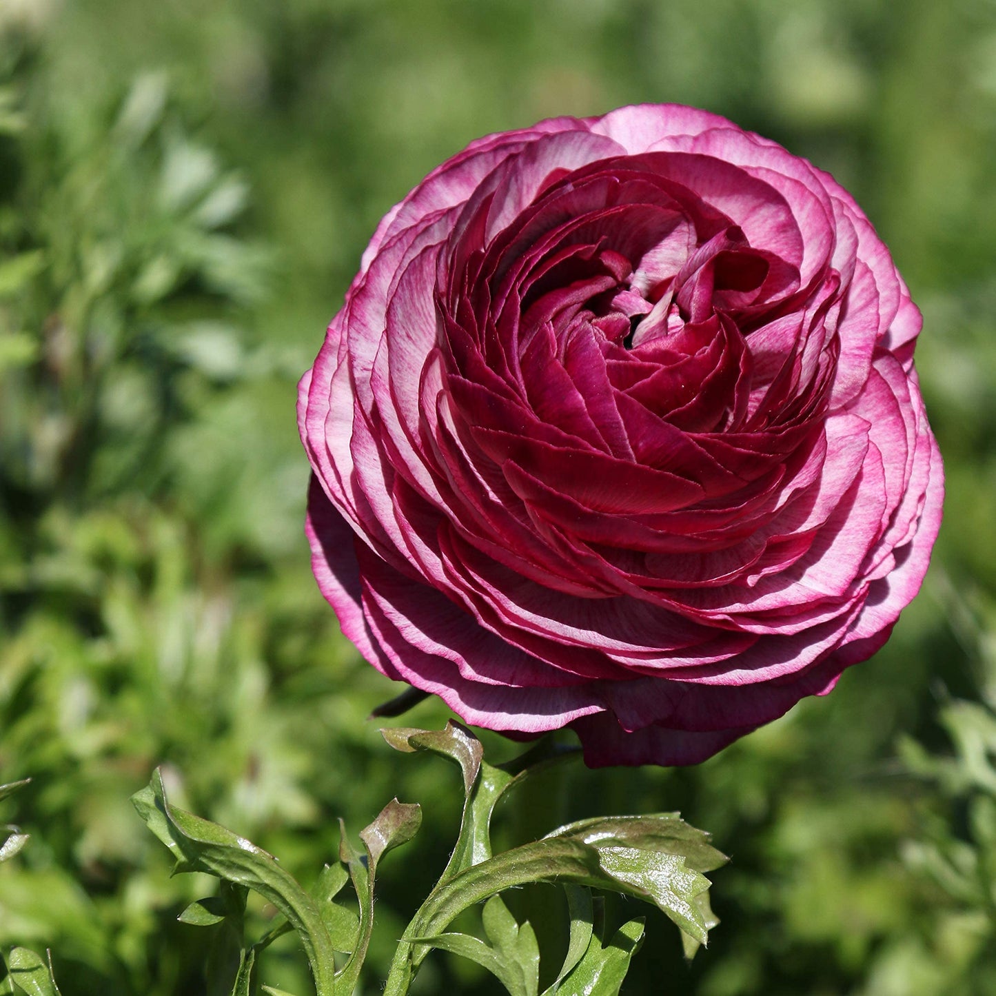 Easy to Grow Ranunculus Tecolote Merlot 10 Flower Bulbs - Spring Purple & White Blooms in Sun, Carlsbad Flower Fields, Great for Cutting