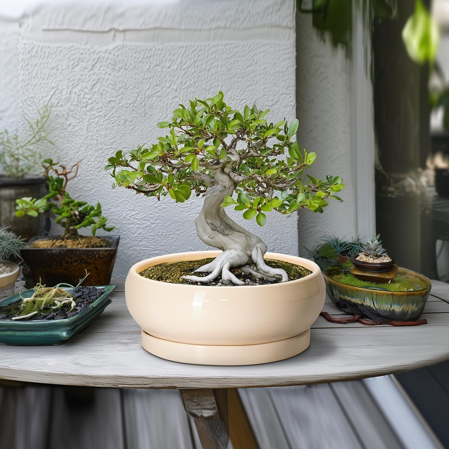 EPFamily Bonsai Pots - 10 Inch Ceramic Succulent Planters Indoor Outdoor, Bonsai Planters with Drainage Hole and Saucer, Round Shallow Planter, Bowl Planter, House Decor, Gifts for Plant Lover, Beige