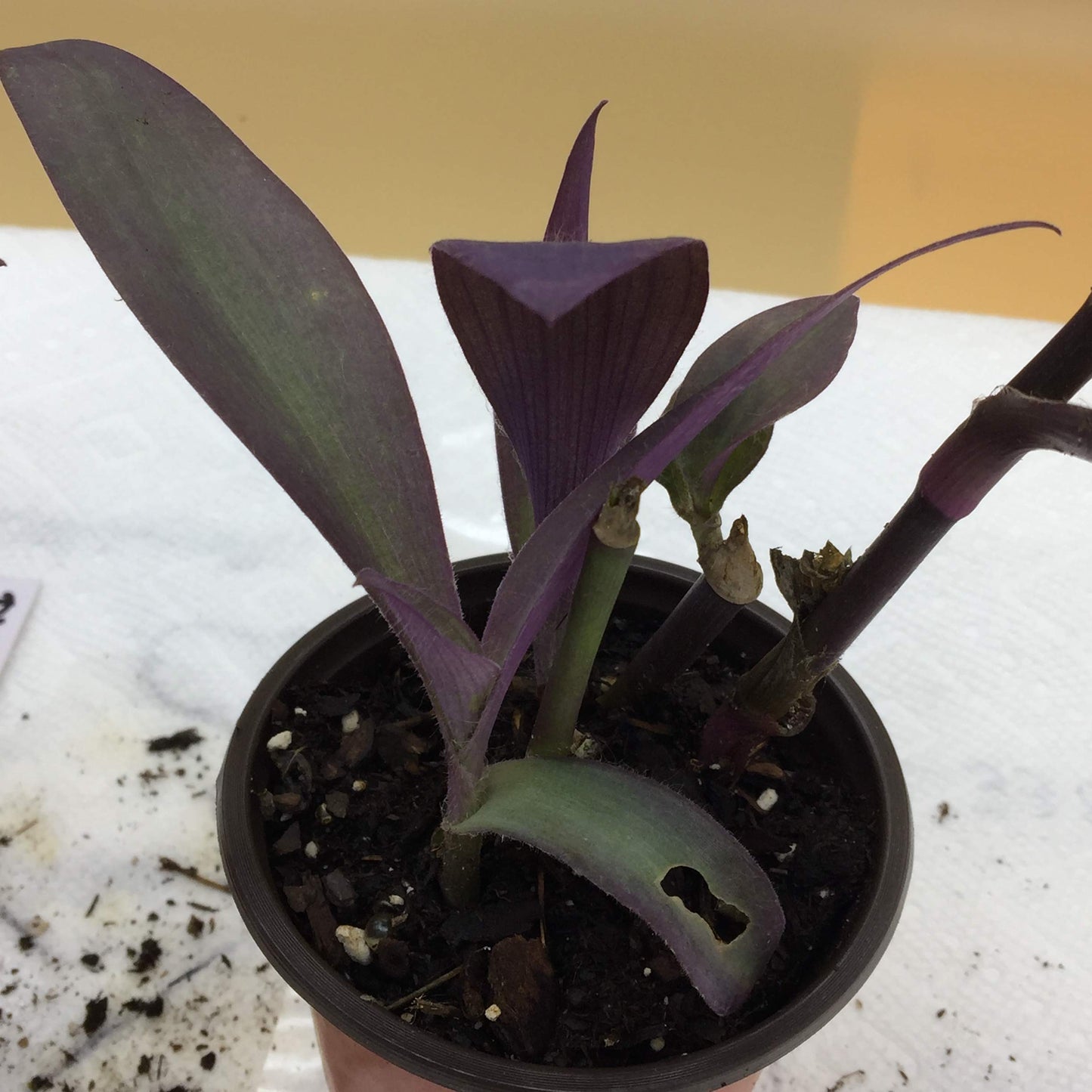 Purple Heart Plant - Setcreasea - Indoors or Out - Easy - 4" Pot