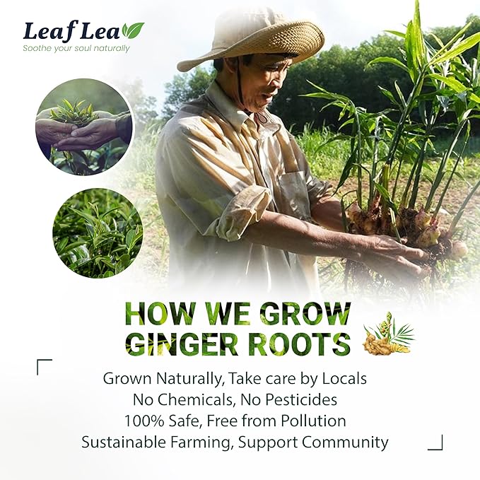 LeafLea Ginger Green Tea, 40 Individually Wrapped Tea Bags of Soothing Green Tea Blend with Natural Ginger Root, Sweetened with Stevia, Supports Digestion and Immunity, Low Caffeine, Sugar-Free