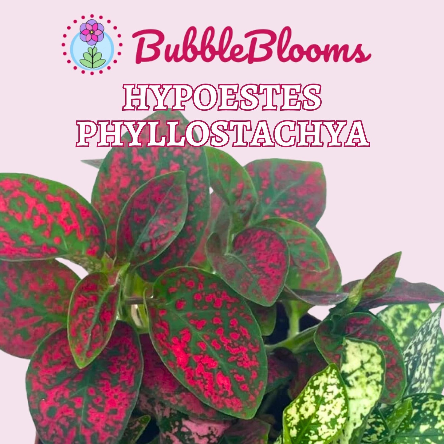 Polka-dot-Plant, Hypoestes phyllostachya, Live in a 2 inch Pot Tiny Mini Pixie Plant