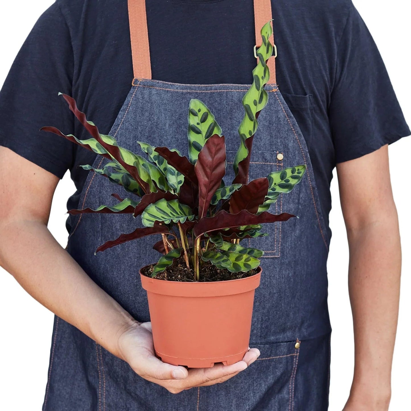 Calathea Lancifolia 'Rattlesnake' | Live Plant for Indoor & Outdoor | for Living Room, Office, Bathroom | (6" Pot)