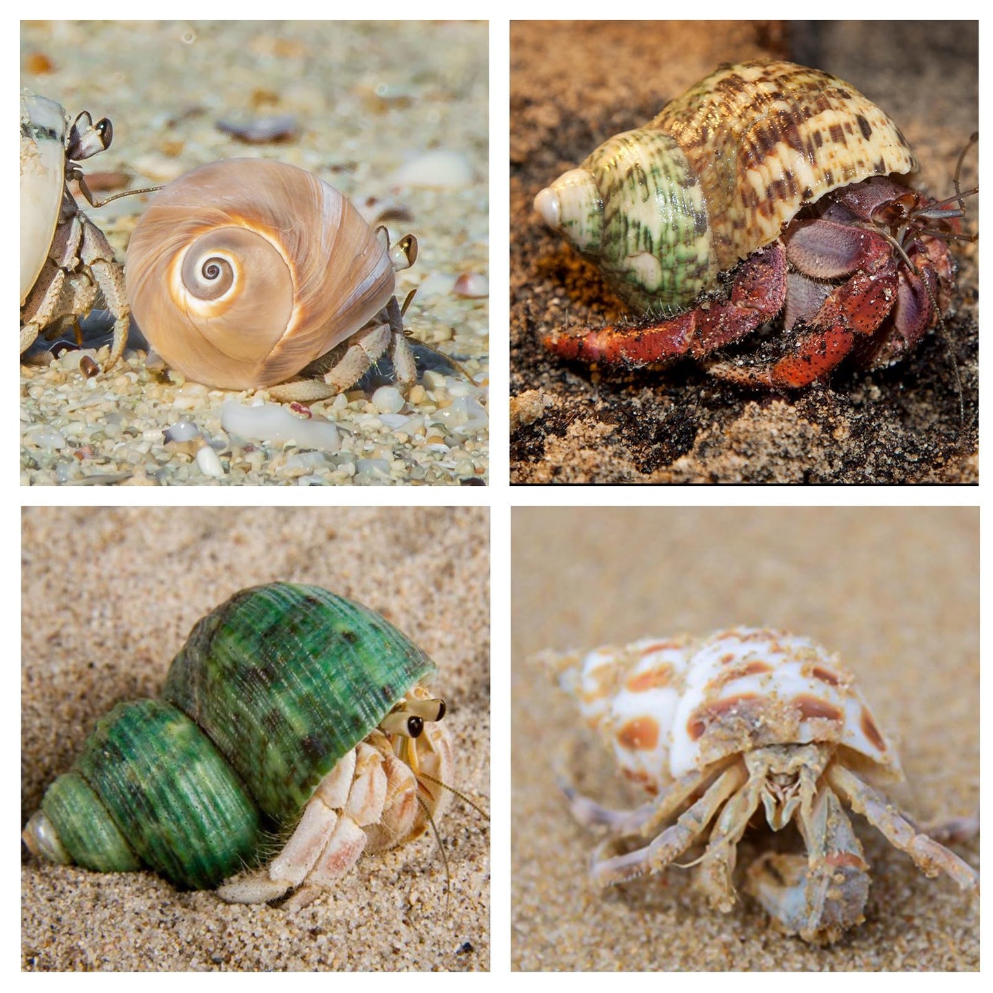 WeDoSoy 5PCS Hermit Crab Shells | Natural Sea Conch Size 2.1" - 2.8", Opening Size 0.9" - 1.5" | Medium Large Turbo Seashells for Hermit Crab Supplies and Beach Decoration Sea Shell