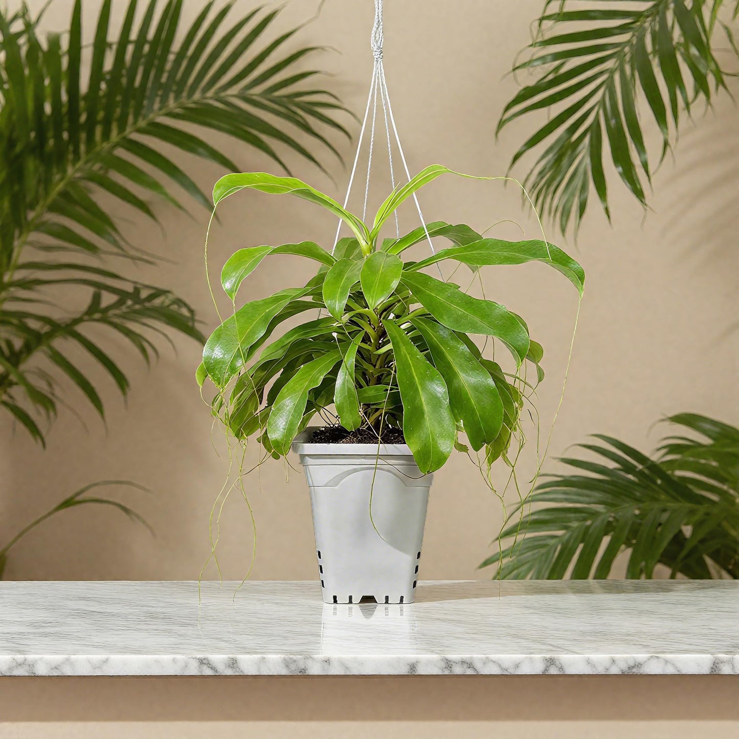 Gyfofix HG7X7SW 7"x7" Square White Pot, 9" Tall Pack of 5