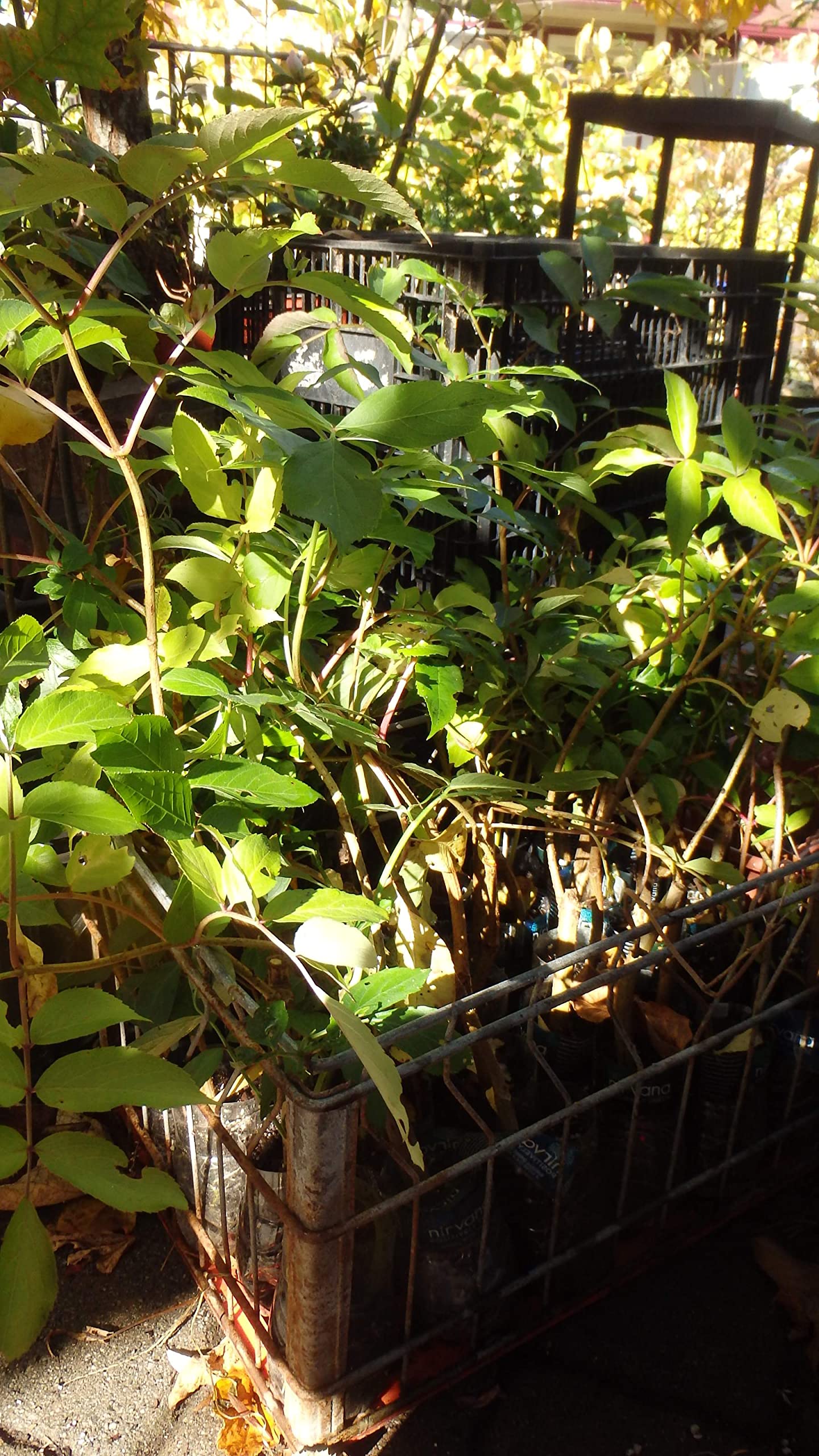 One Live Rooted Plant of Elderberry, Sambucus nigra, Sent Bare Root