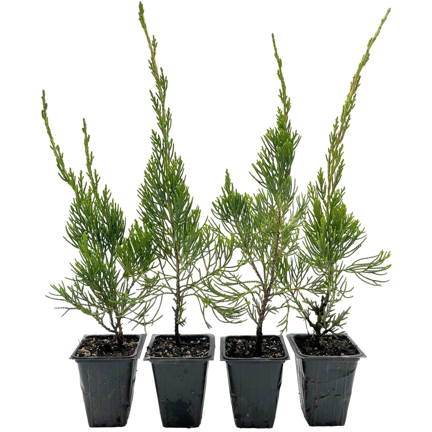 4 Hollywood Juniper – Sculptural Twisted Evergreen Conifer Shrub for Hedges, Borders & Container Planting (Juniperus chinensis ‘Torulosa’) in 3.5″ Cubes, Live Plants