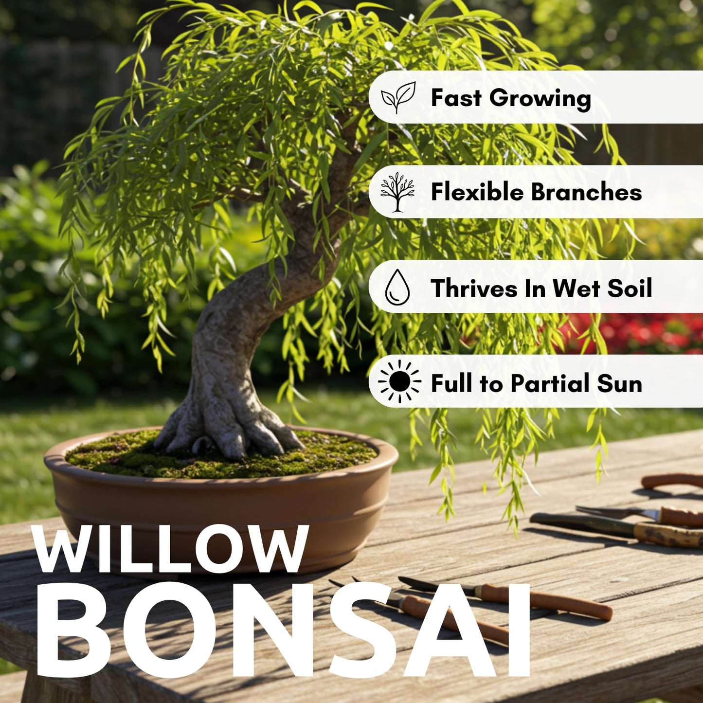 Abby’s Willow Bonsai Forest – 5 Willow Cuttings – Easy-to-Grow, Miniature Trees for Indoor or Outdoor Gardens
