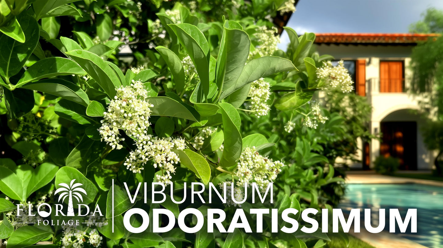 Viburnum Odoratissimum | 10 Live Plants | Viburnum odoratissimum | Fast Growing Privacy Hedge | Evergreen Screening Shrub