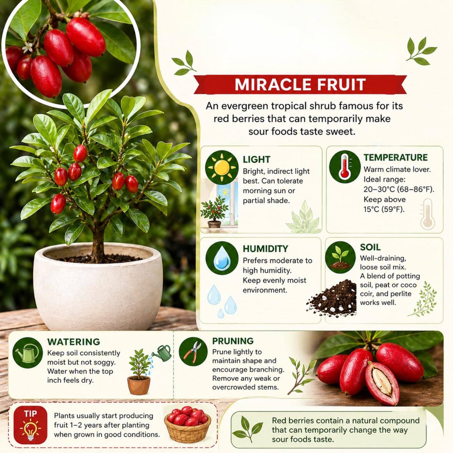 Miracle Fruit Tree for Planting, Miracle Fruit Live Plant in Gallon Pot, 1-2 Feet Height, Berry Plant for Garden, No Ship to CA