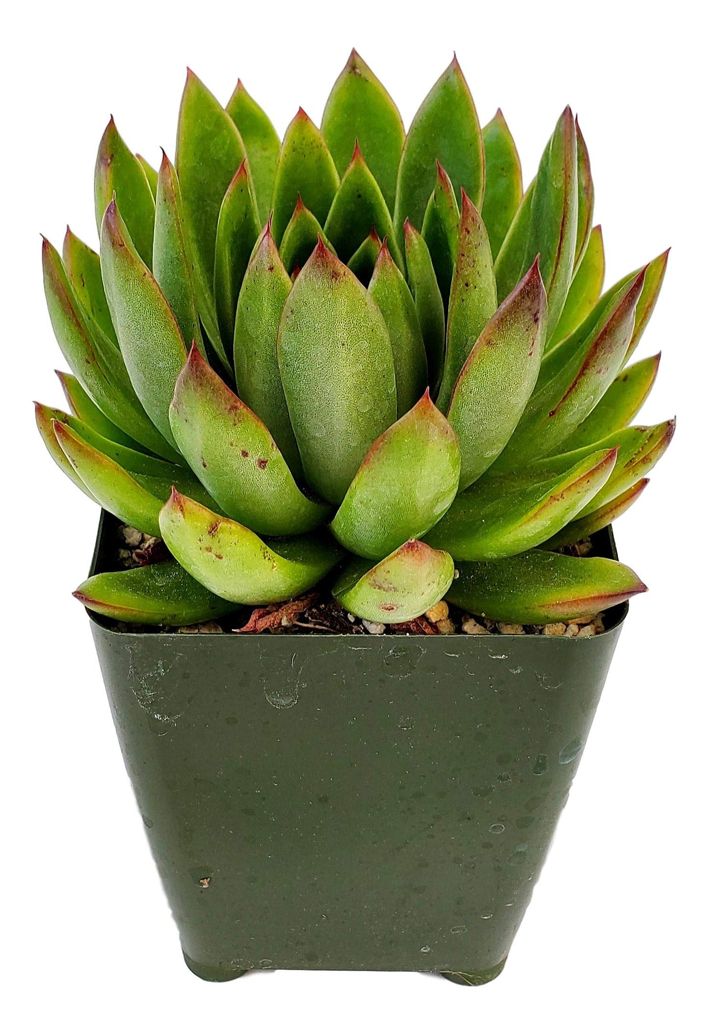 Echeveria Agavoides - Striking Lipstick Succulent with Red Edges - Drought-Tolerant and Low Maintenance Indoor/Outdoor Plant
