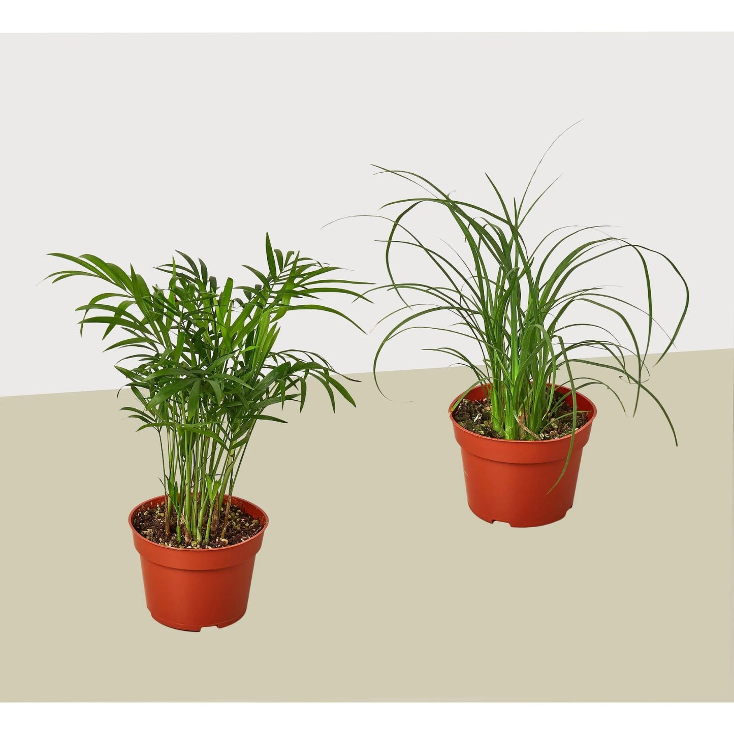 Palm Variety s 2 Pack | Live Plant for Indoor & Outdoor | for Living Room, Office, Bathroom | (4" Pot)