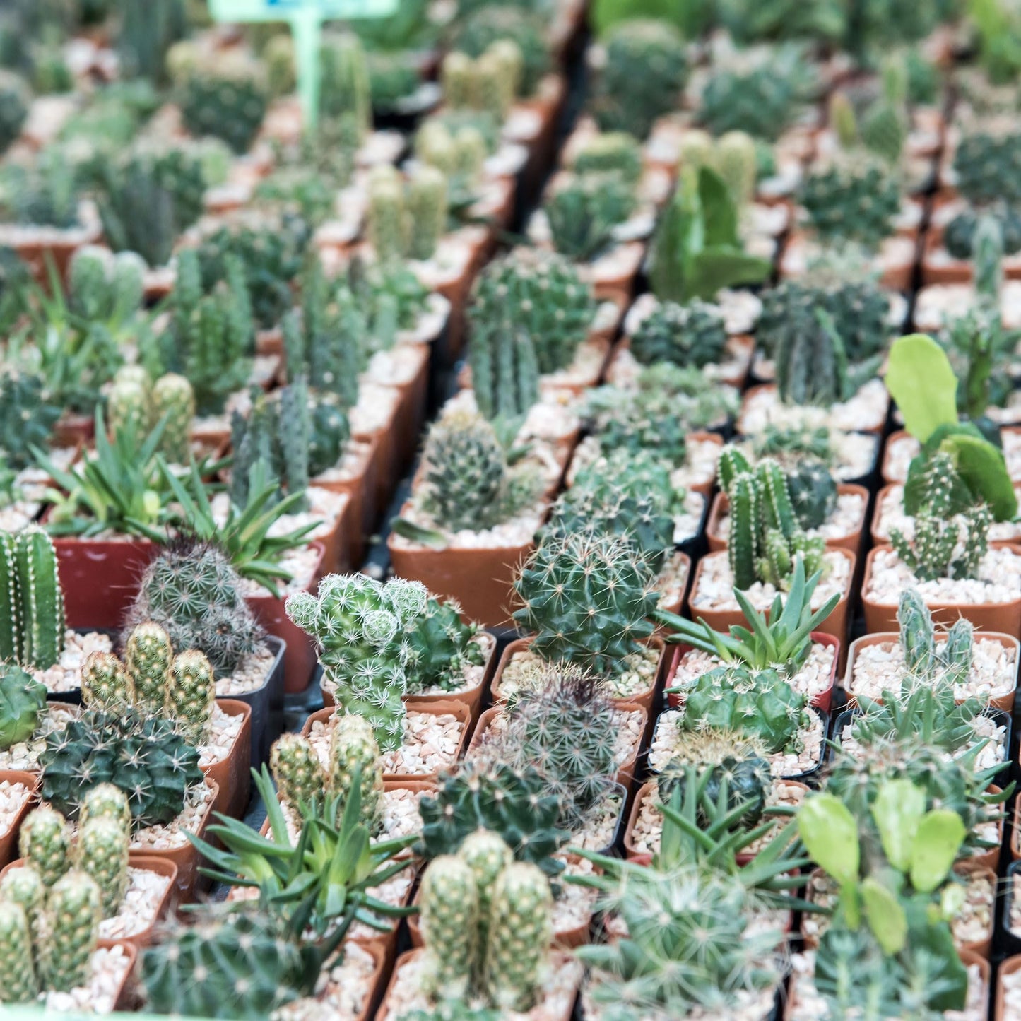 Mountain Crest Gardens Cactus Bulk Pack - 25 Live Plants, 5 of Each Variety, Rooted in 2 Inch Pots - Real Cacti for DIY Arrangements, Displays & Desert-Themed Décor