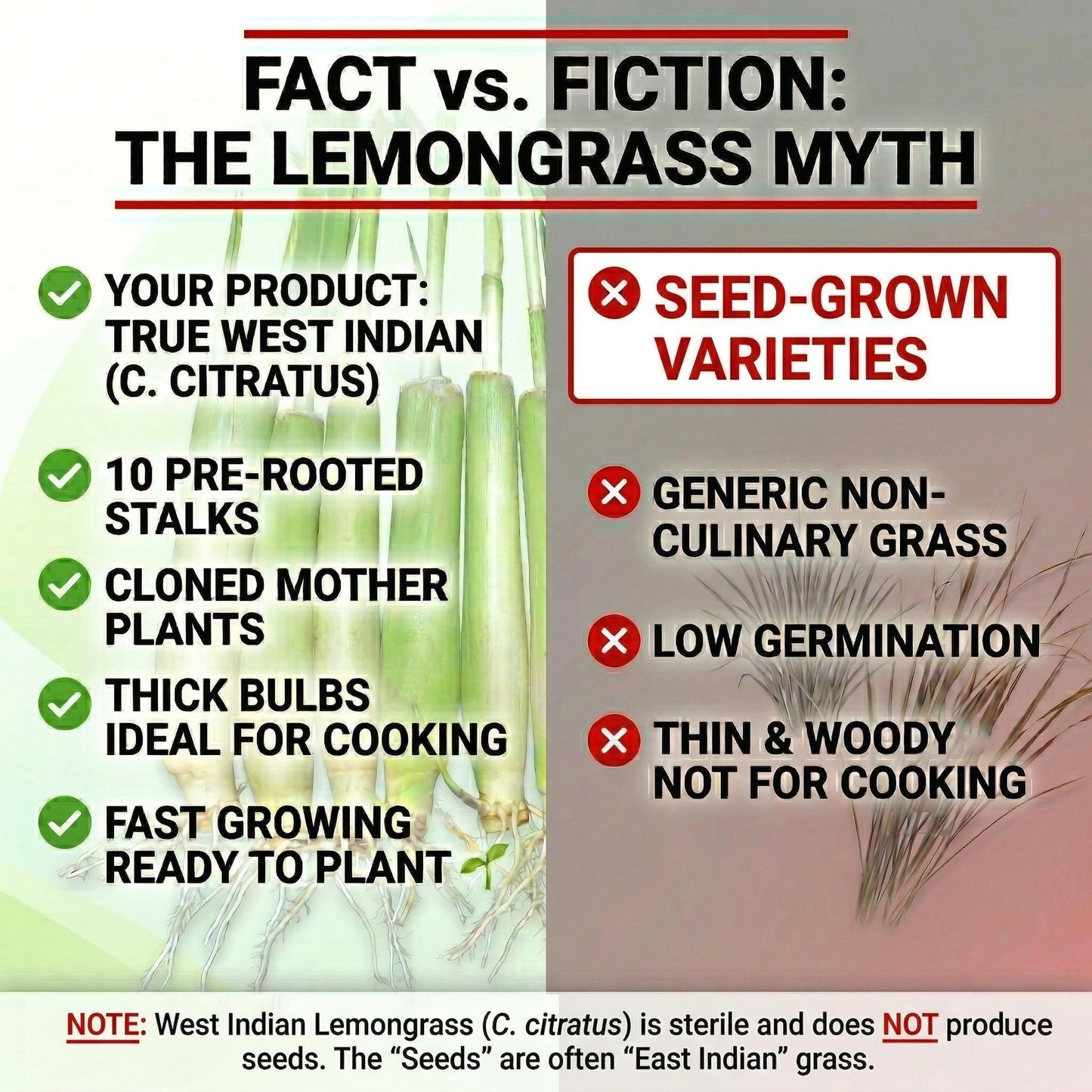 10-Pack Lemon Grass Live Plants (7–10 Inches Tall) - Hydroponic Rooted Lemongrass stalks, Fast Growing Aromatic Fresh Herb for Indoor & Outdoor Growing