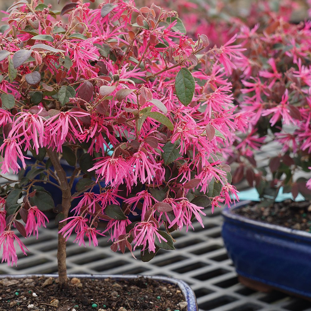 Brussel's Bonsai - Live Chinese Fringe Flower Bonsai Tree, Outdoor Bonsai Tree Live Plant in Decorative Container, 3 Years Old, 8-12 Inches Tall (Medium)