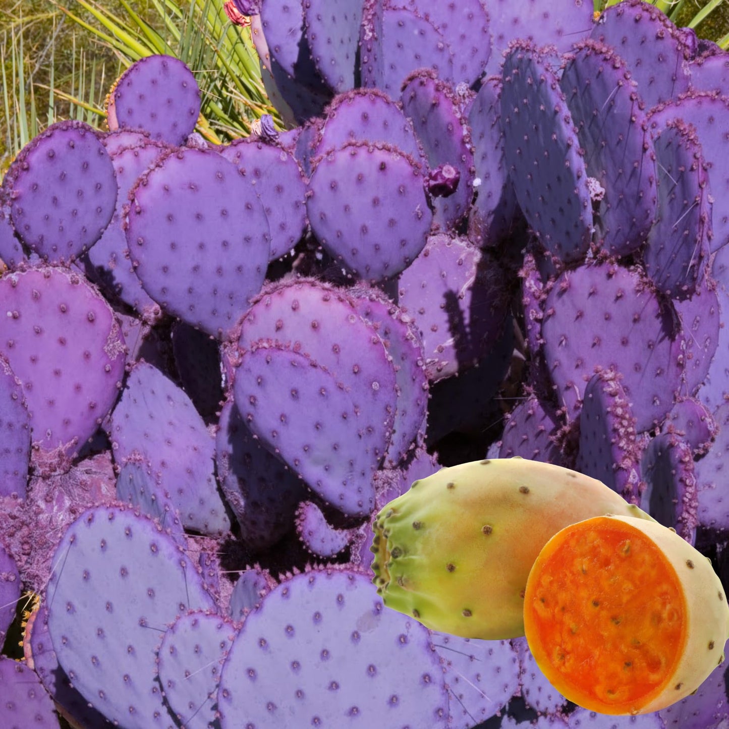 Live Purple Prickly Pear Cactus Plant for Planting, 8 Months Old, 4 to 6 Inch Potted Cactus Plant, Hardy Succulent for Home or Garden