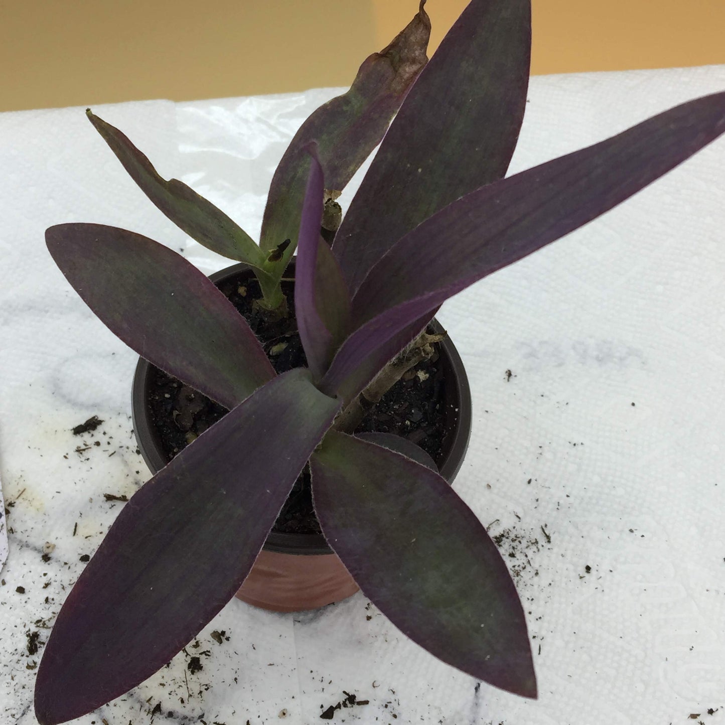 Purple Heart Plant - Setcreasea - Indoors or Out - Easy - 4" Pot