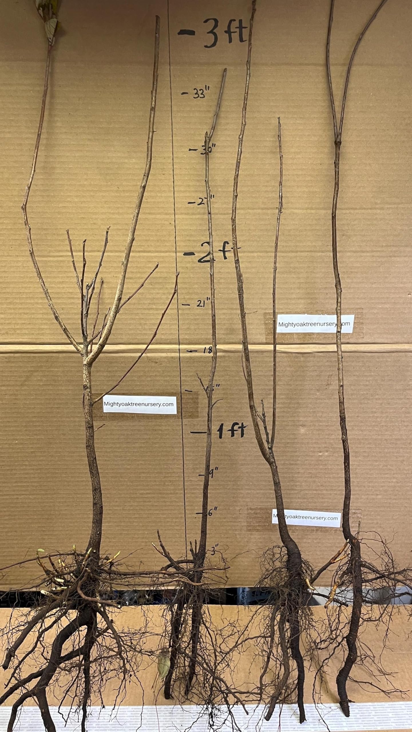 24-36" Tall Chokecherry Prunus virginiana, 2-3 Year Old Bare Root Plant