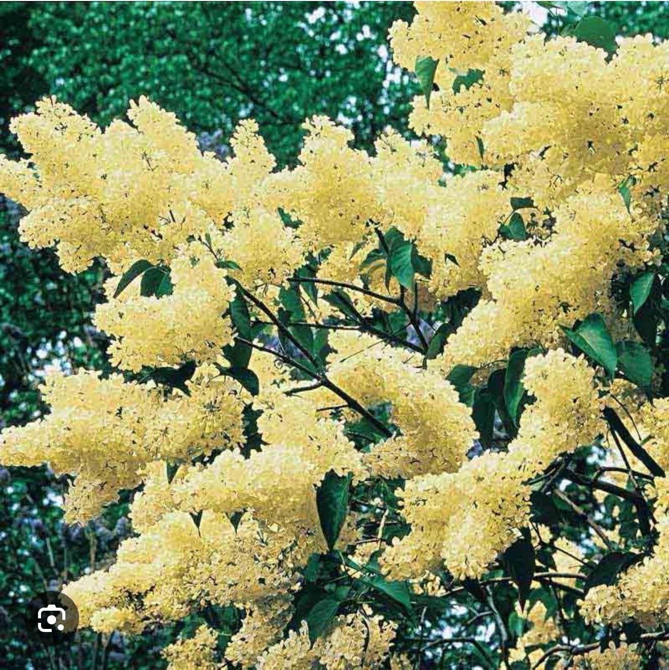Live Plant - Primrose LilacSyringa VulgarisSmall Well Rooted Starter Plant4-8” Tall
