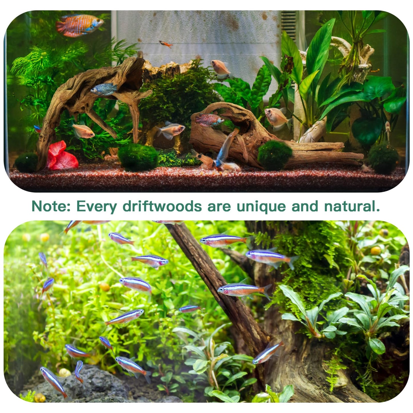 LYPHARD AQUARIUMS Driftwood for Aquarium, 2 Pieces 14-18 Inches Large Natural Drift Wood Fish Tank Assorted Branch Decorations for Reptile Hide