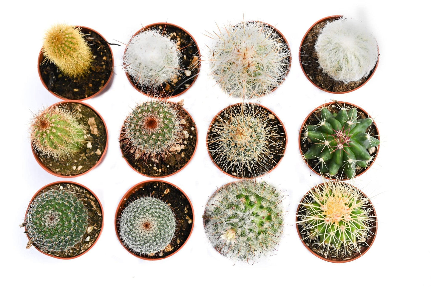 Cactus Plants Live – Small Assorted 2-Inch Cactus Plants – Fully Rooted Potted Cactus Plants – Live Cactus Plant Set (12)