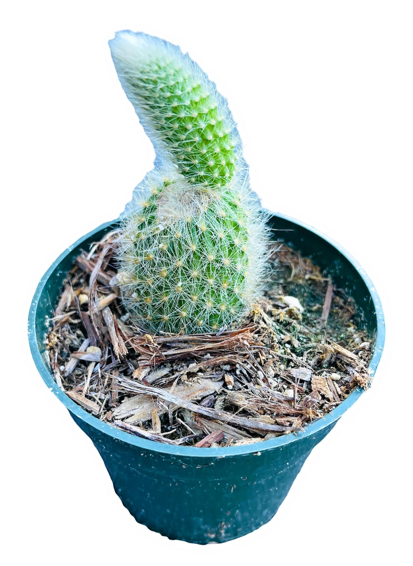 FOLIAGEMS Live Succulent Cactus Plants from USKC (4" Pot Monkey Tail Cactus Starter)