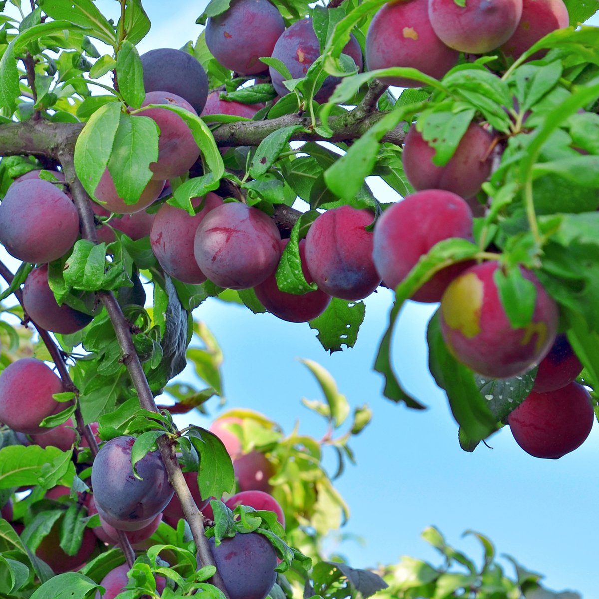 Van Zyverden Plum Tree - Methley - 1 Root Stock