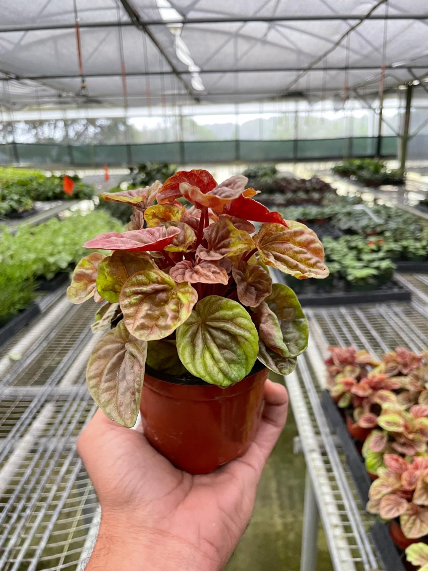 Peperomia Quito | Live Plant for Indoor & Outdoor | for Living Room, Office, Bathroom | (4" Pot)