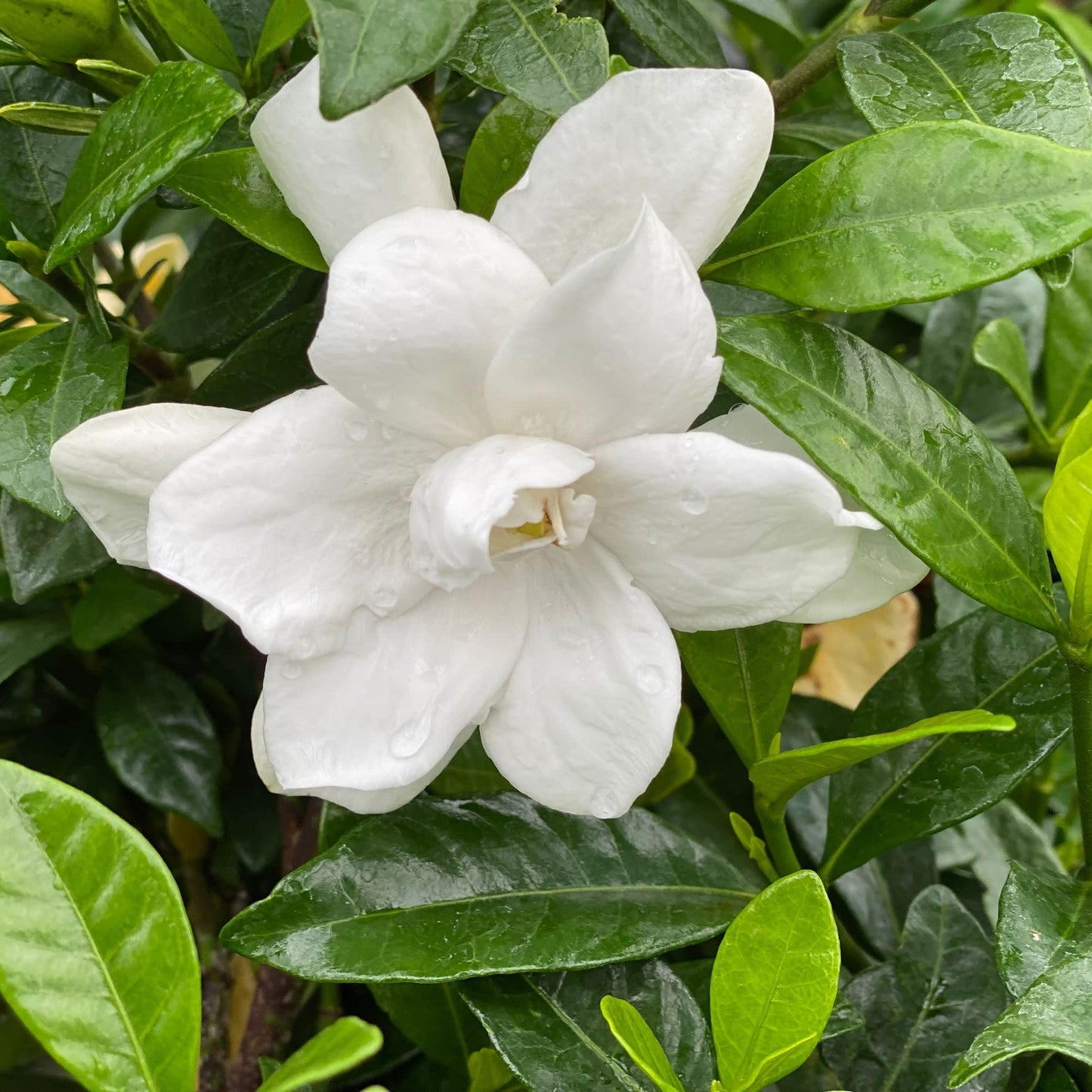 Proven Winners Pillow Talk Gardenia (Gardenia jasminoides) Live Plant, 4.5" Qt