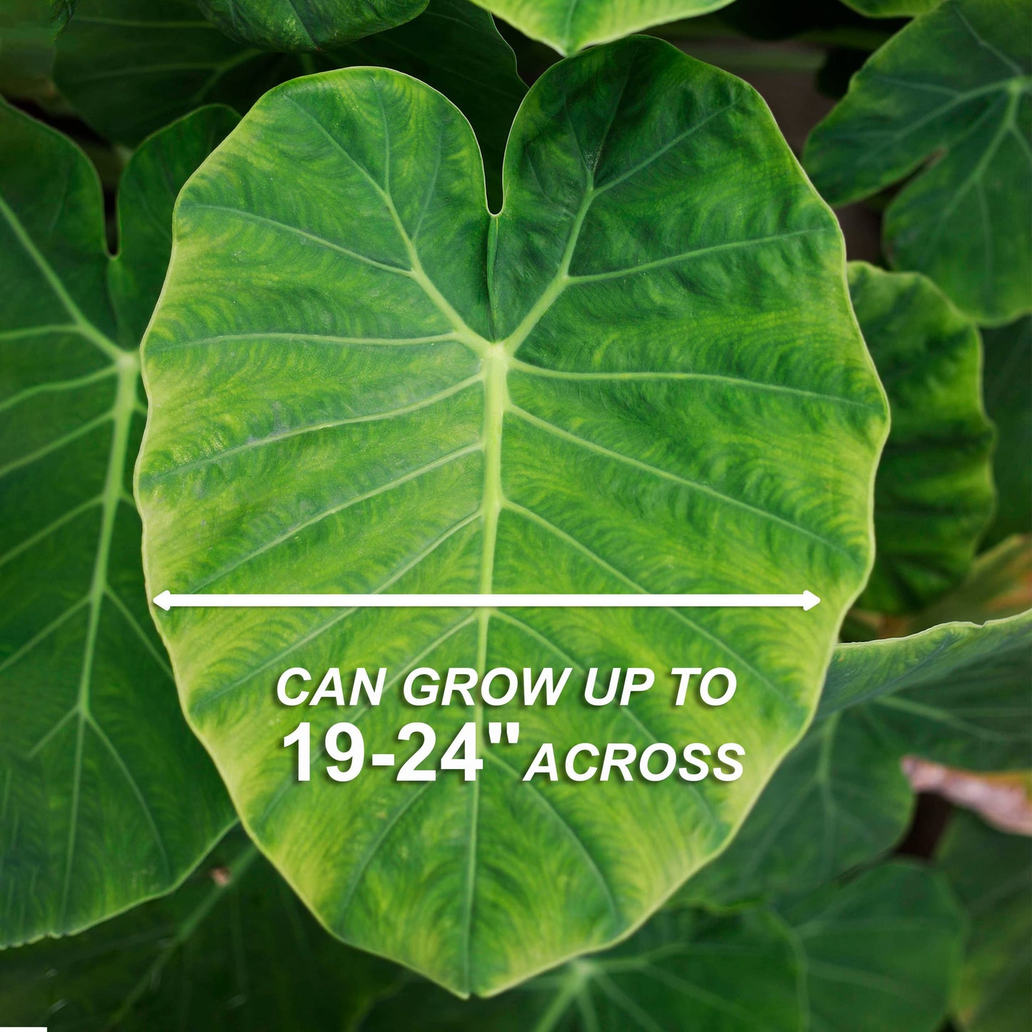 Garden State Bulb Colocasia Esculenta Elephant Ear Bulbs, 5/7 inches, Spring Planting (Bag of 5)