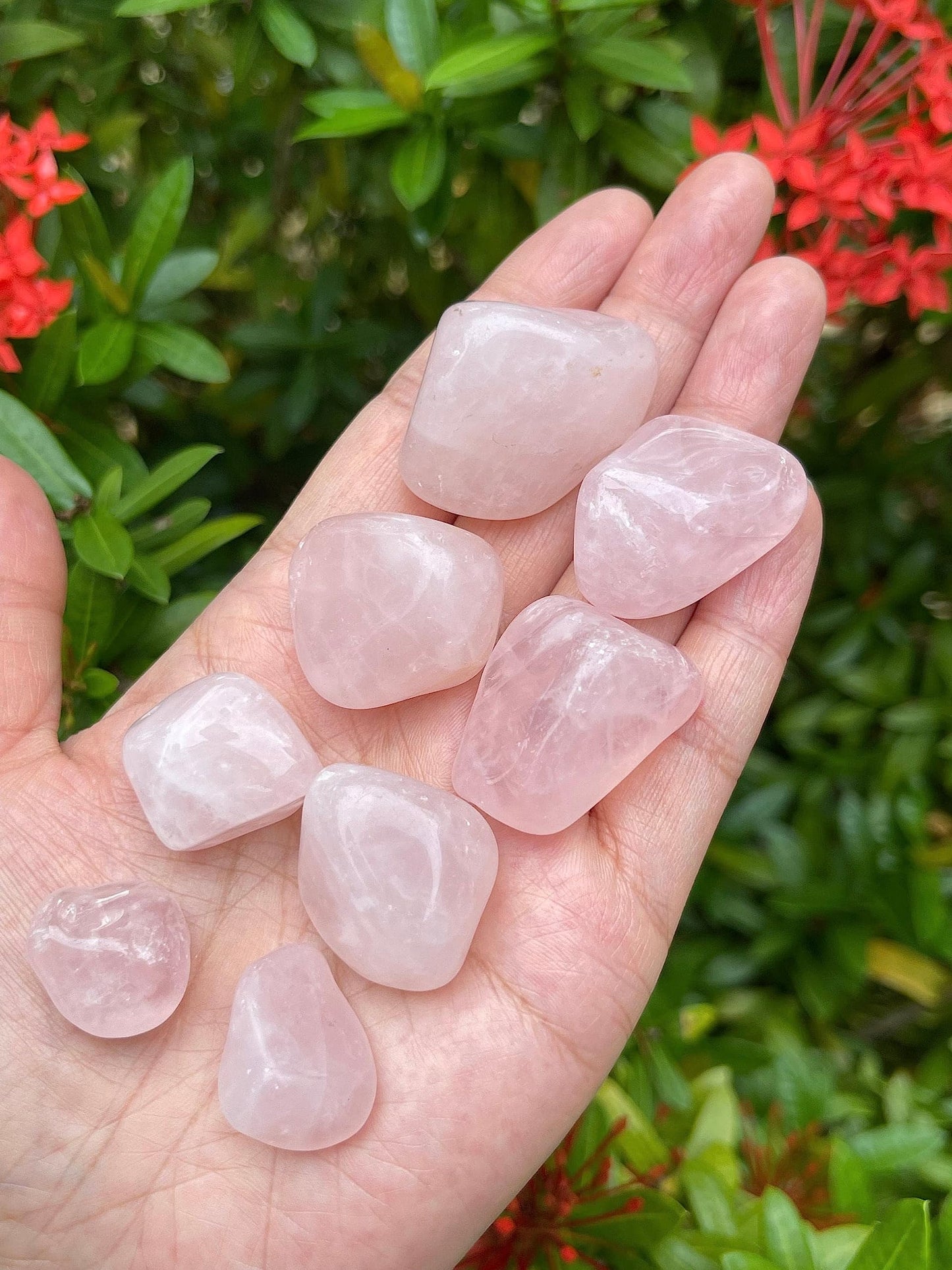 GAF TREASURES 5 Pcs Tumbled Rose Quartz Stones, Polished Quartz Healing Crystals